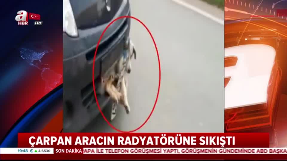 Köpeğe çarptı yoluna devam etti