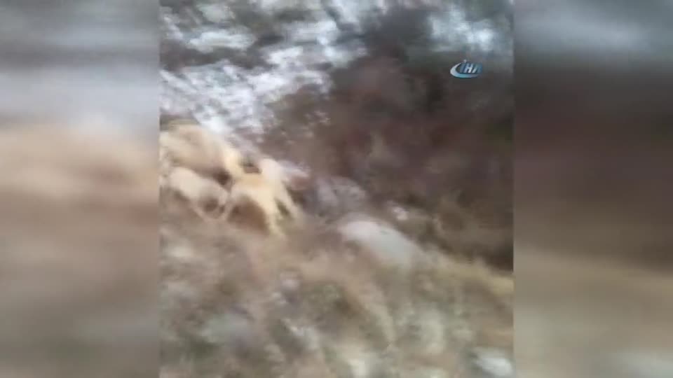 Sürüye saldıran dev yaban domuzunu kangal köpekleri boğdu
