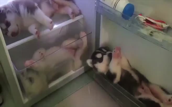 Buzdolabında keyif yapan 3 dünya tatlısı Sibirya kurdu