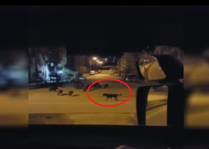 Köpek domuz sürüsüne meydan okudu